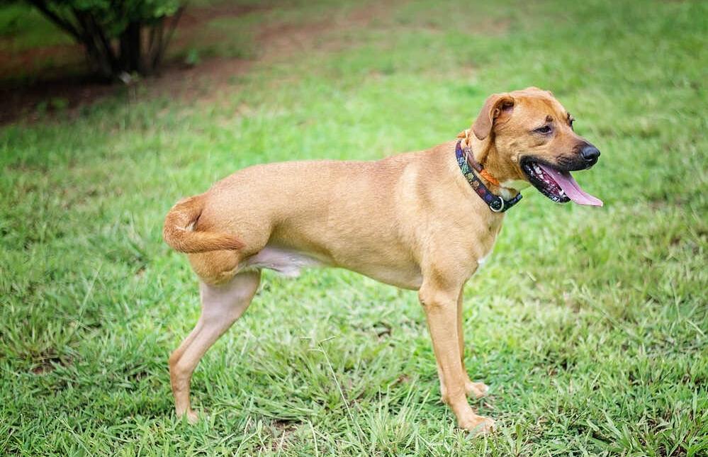 El seguro cubre la amputación de pata en perros y gatos